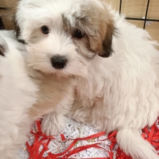 Adoption chiot Coton de Tulear au prix de 1400 €