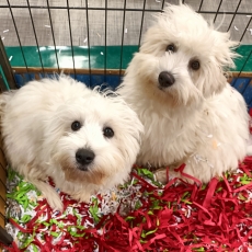 Acheter Coton de Tulear bébé pour 990 €