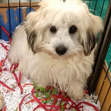Acheter Coton de Tulear bébé pour 990 €