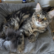 Ce petite mâle Maine Coon proposé à l'achat est né le 15/05/2025.