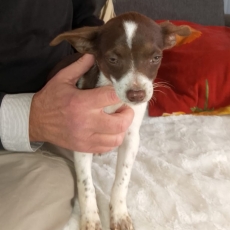 Chiot Chihuahua à adopter au prix de 649 €