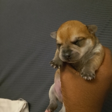 Chiot Chihuahua à adopter au prix de 749 €