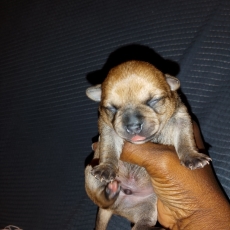 Acheter Chihuahua bébé pour 749 €