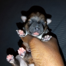 Adoption chiot Chihuahua au prix de 749 €