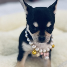 Adoption chiot Chihuahua au prix de 1270 €