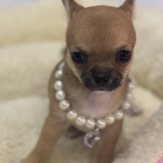 Chiot Chihuahua à adopter au prix de 1270 €