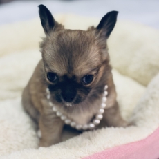 Acheter Chihuahua bébé pour 1270 €