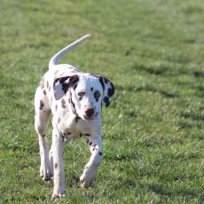 Adoption chiot Dalmatien au prix de 1000 €