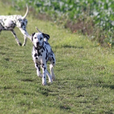 Dalmatien chiot vendu 1000 €