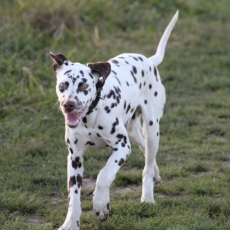 Acheter Dalmatien bébé pour 1000 €