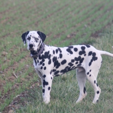 Acheter Dalmatien bébé pour 1000 €