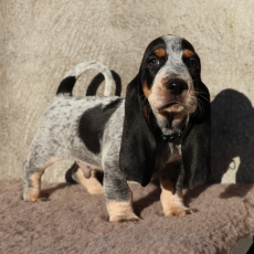 Chiot Basset Bleu de Gascogne à adopter au prix de 750 €