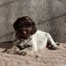 Cette petite femelle Griffon d'arrt  poil dur propose  l'achat est ne le 12/10/2025.