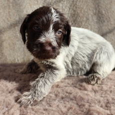 Cette petite femelle Griffon d'arrt  poil dur propose  l'achat est ne le 12/10/2025.