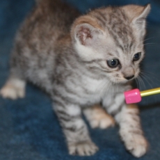 Chaton Chat Bengal � vendre au prix de 1100 � vaccin� et identifi�.