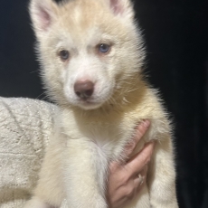 Acheter Husky Sibérien bébé pour 1350 €