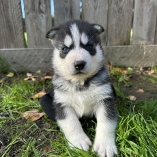 Chiot Husky Sibérien à adopter au prix de 1150 €