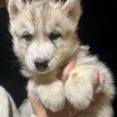 Husky Sibérien chiot vendu 1150 €