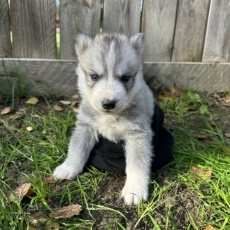 Adoption chiot Husky Sibérien au prix de 1150 €