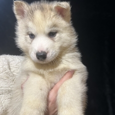 Husky Sibérien chiot vendu 1350 €
