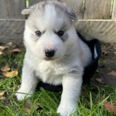 Acheter Husky Sibérien bébé pour 1350 €