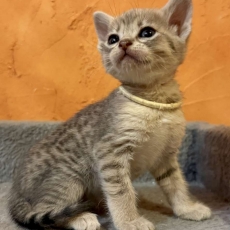 Chat Savannah chaton vendu 1500 €
