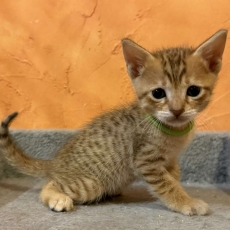 Adoption chaton Chat Savannah au prix de 1500 €