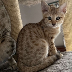 Acheter Chat Savannah bébé pour 1500 €