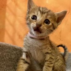 Acheter Chat Savannah bébé pour 1500 €