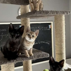 Adoption chaton Chat Savannah au prix de 1500 €