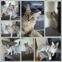 Maine Coon disponible en Indre-et-Loire