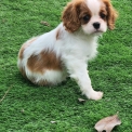 Chiot Cavalier King Charles de race en région Grand Est.