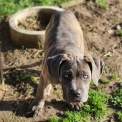 Chiot Cane Corso de race – prix 800 €.