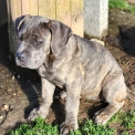 Cane Corso disponible dans le Tarn