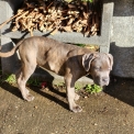 Chiot Cane Corso de race – prix 800 €.