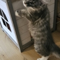 Chaton Maine Coon de race – prix 1200 €.