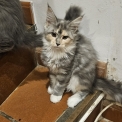 Maine Coon disponible en Isère