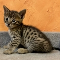 Chaton Chat Savannah de race  en région Occitanie.