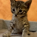 Chaton Chat Savannah de race  en région Occitanie.