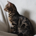 Chat Bengal disponible en Vendée
