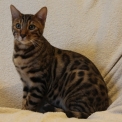 Chat Bengal disponible en Vendée