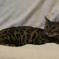 Chat Bengal chaton vendu 900 €