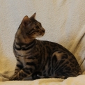 Chat Bengal disponible en Vendée