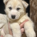 Chiot Husky Sibérien de race – prix 1150 €.