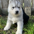 Chien Husky Sibérien proposé par l’élevage Des Loups Des Plaines Salées.
