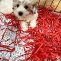 Coton de Tulear disponible dans le Doubs