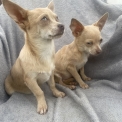 Chiot Chihuahua sans pedigree – prix 650 €.