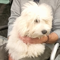 Chiot Coton de Tulear sans pedigree – prix 990 €.