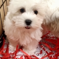 Chiot Coton de Tulear sans pedigree – prix 1300 €.