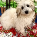 Chiot Coton de Tulear à adopter au prix de 990 €